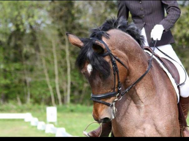 14102247_1101659533222183_208879721595904917_n